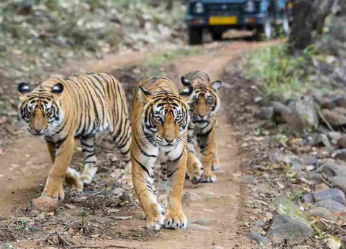 City And Wildlife Tour In Rajasthan 4D/3N